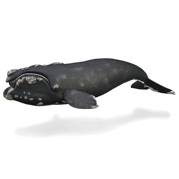 Đồ Chơi Mô Hình Cá Voi Trơn - CollectA 88740