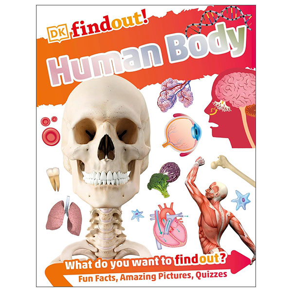 DKfindout! Human Body