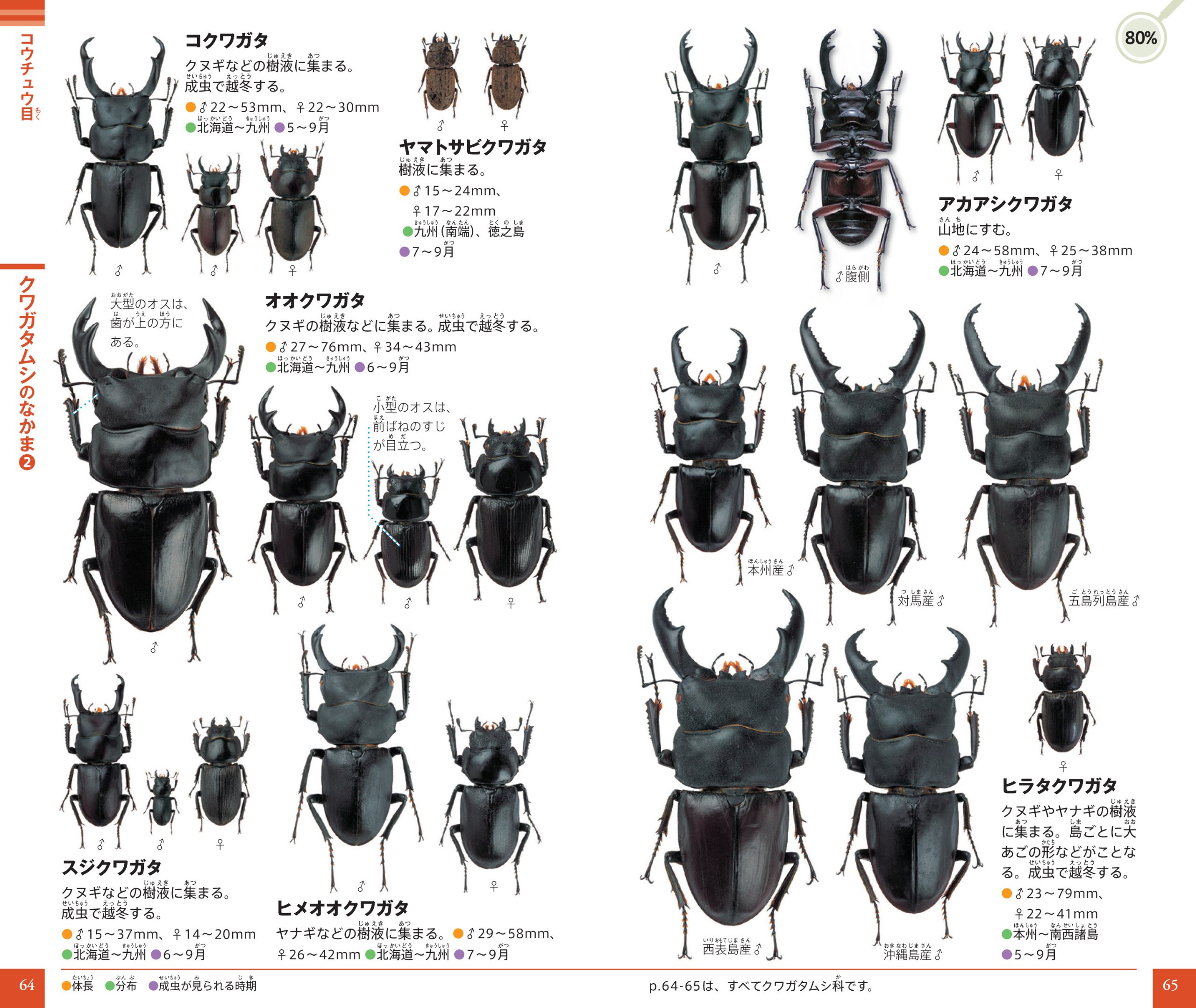 昆虫 (小学館の図鑑 NEOポケット) KONCHUU - FAHASA.COM